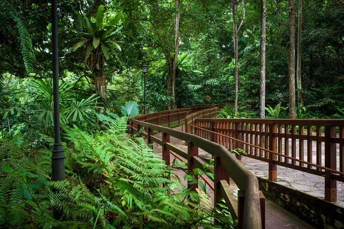 Bukit Timah Reserve