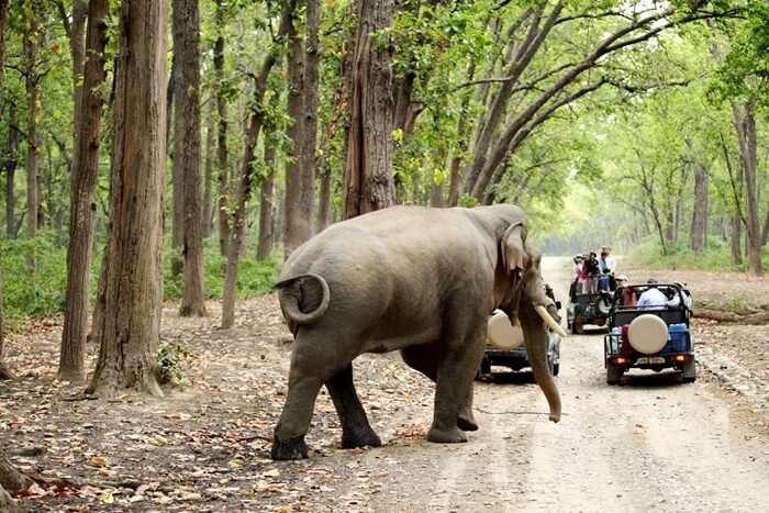 Jim Corbett National Park & Tiger Reserve India | Quick Travel Guide