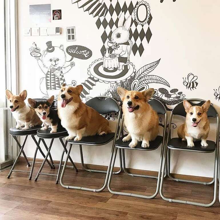 Dogs sitting in a cafe