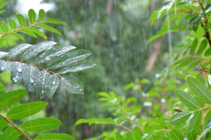 Highest Rainfall in India