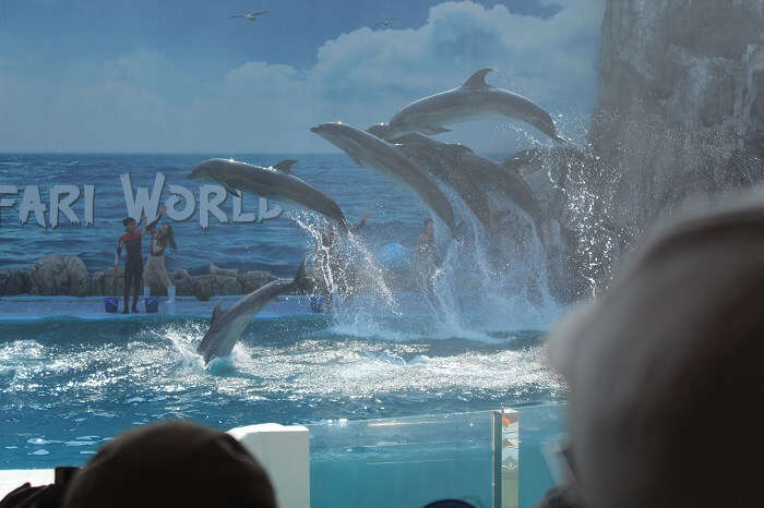 watching whales