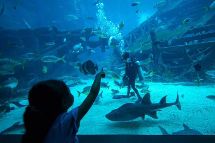 A kid looking at the aquarium