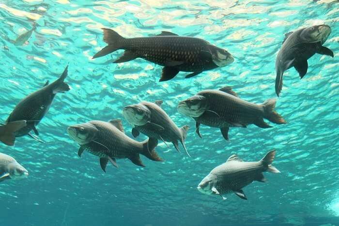 visit the sea aquarium