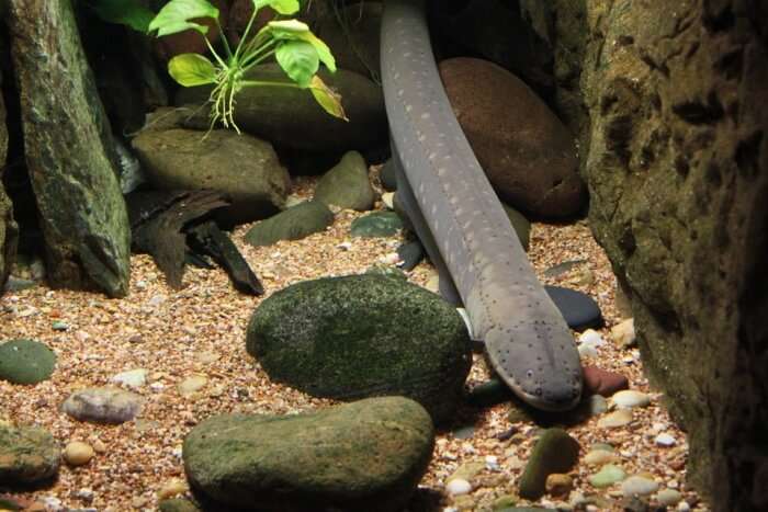 Eel Underwater Aquarium Fish Marine Tropical