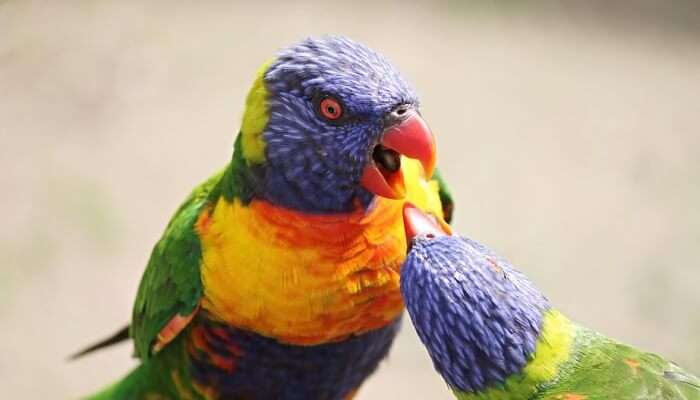 Beautiful Bird View