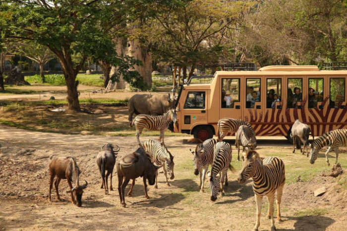 places to go near safari park