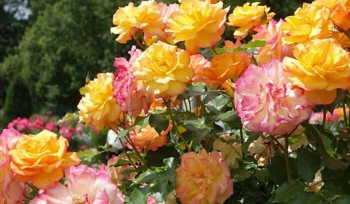 Rose Garden