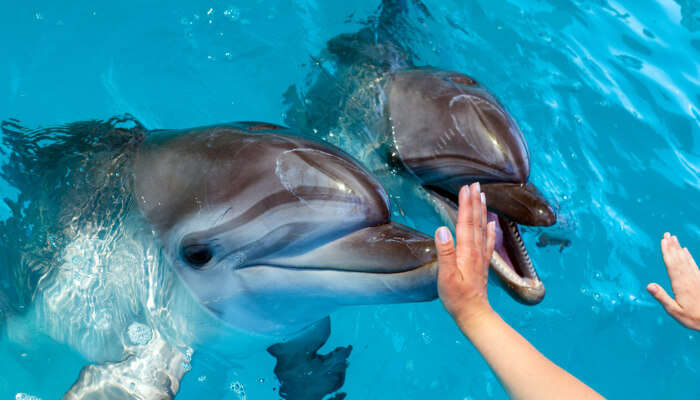 Dolphins