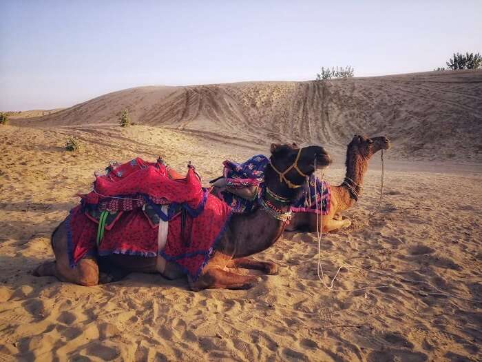 Camel Safari