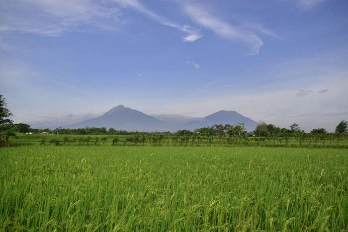 Agriculture Rice Indonesia Rice Field Countryside