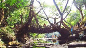 Mawlynnong Root Bridge