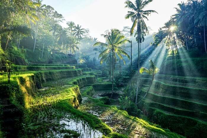 Places To Visit In Cengiling in Bali With Kids cover