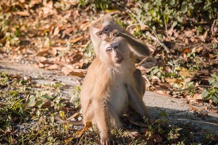 Sacred Monkey Forest Sanctuary monkeys