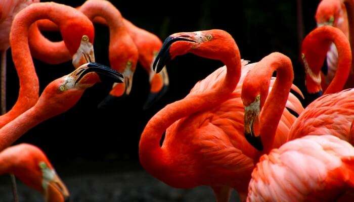 Wildlife Rescue Center