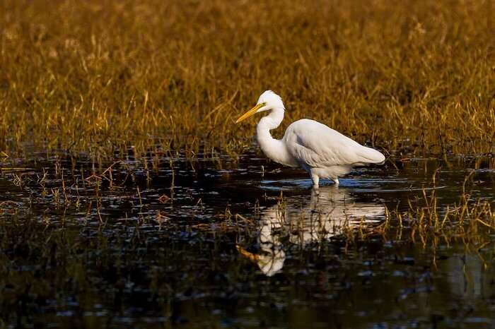 Bharatpur