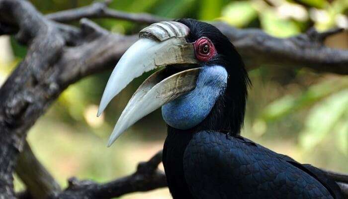 Parc ornithologique de Bali