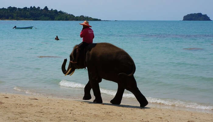 Best Time To Visit Elephant Beach