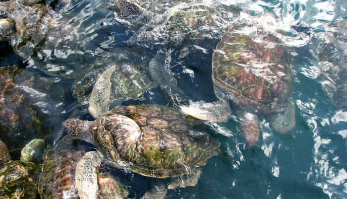 Cayman Turtle Center