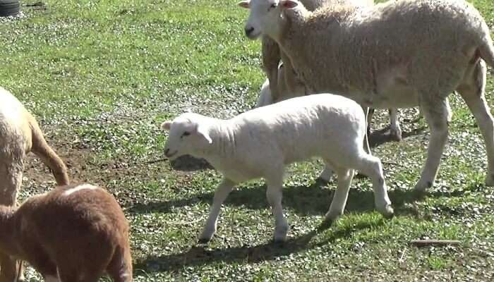 farm animals roaming around