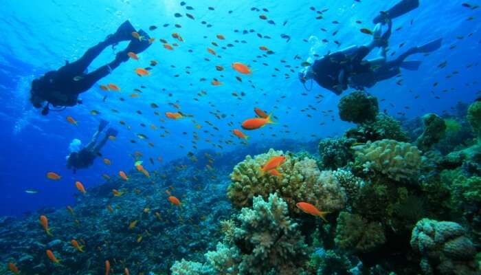 Awesome Scuba Diving In Austin