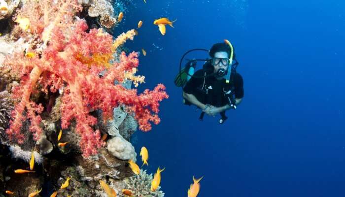 Adventurous Scuba Diving In Bahamas
