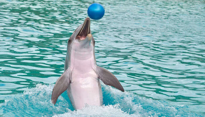 Dolphin Discovery