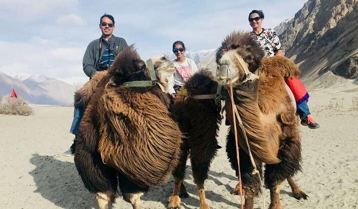 camel ride in Nubra valley