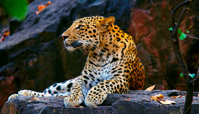 Leopard in Bhagwan Mahaveer Wildlife Sanctuary, one of the best places to visit in South Goa