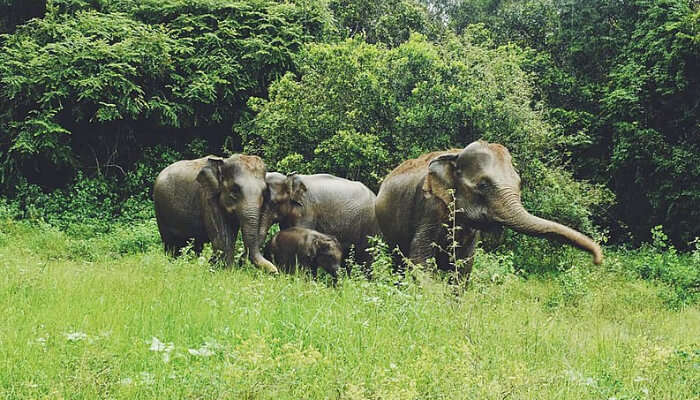 A stunning view of elephants in Kaudulla National Park