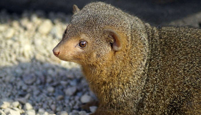 Mongoose
