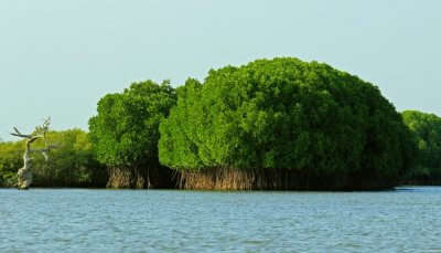 mangroves on a river