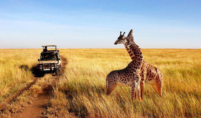 safari animals texas