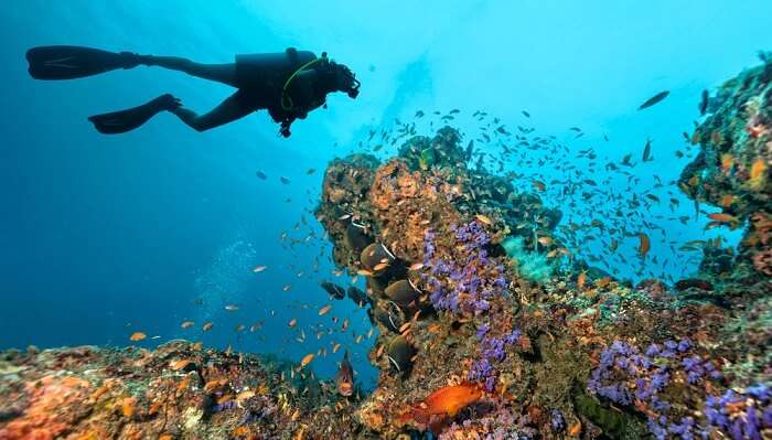 Scuba Diving In Tokyo