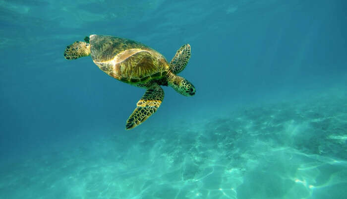 Sea Turtle