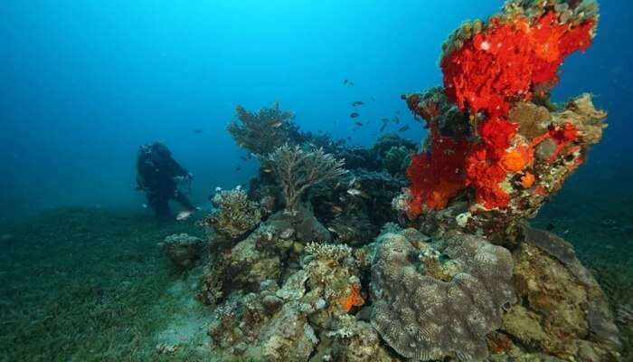 Divers View