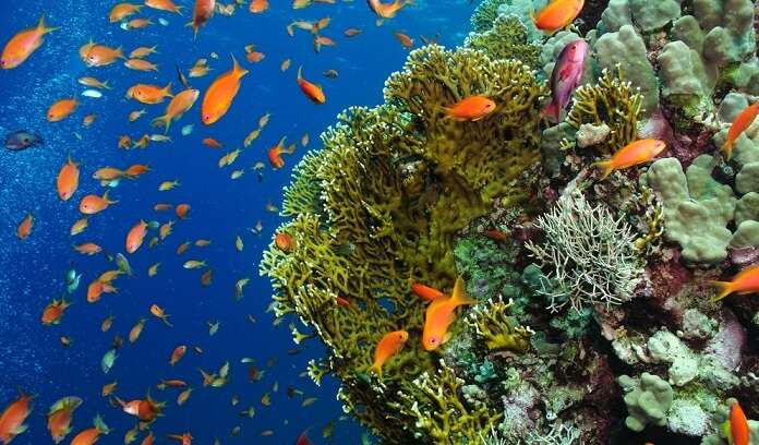 A Guide To Snorkeling In Aqaba For A Sensational Vacation!