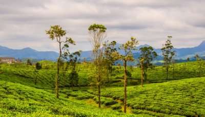 tea estate with mountains in the backdrop