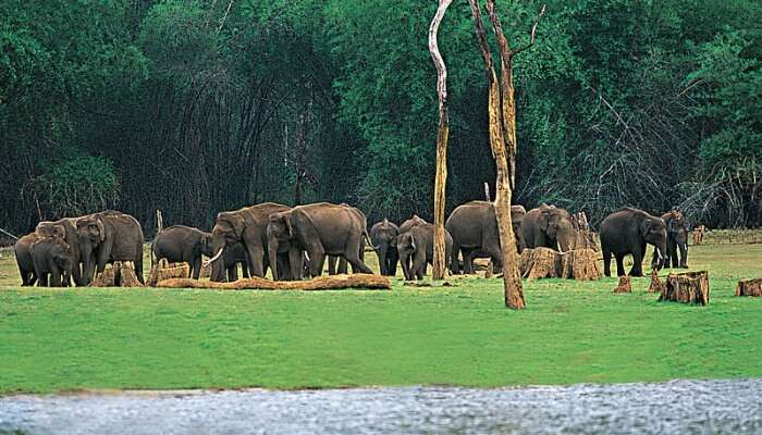 Thekkady