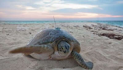 Find solace at Turtle Sanctuary Beach, one of the best Malaysia tourist attractions