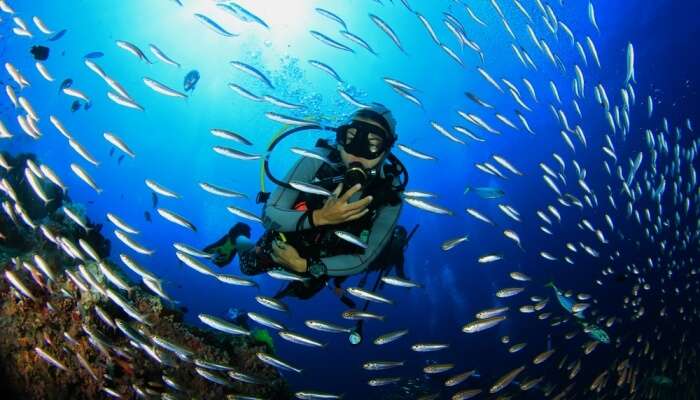 Amazing Scuba Diving