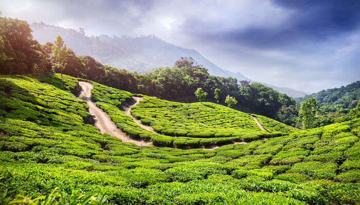Awesome Parks In Munnar