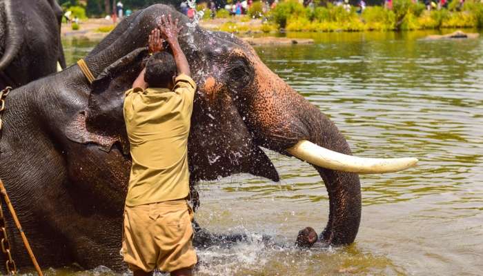 Dubare Elephant Camp