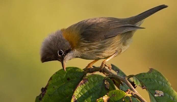 Eaglenest Wildlife Sanctuary, Arunachal Pradesh