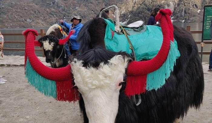 yak ride near Tshangu Lake