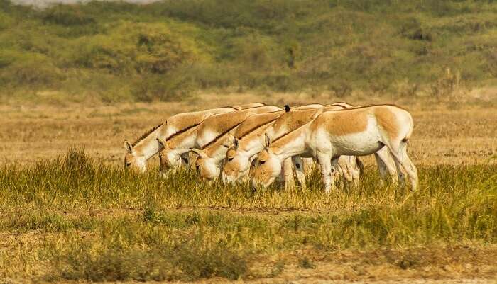 Indian Wild Ass Sanctuary, Gujarat