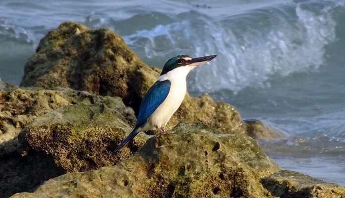 Interview Island Wildlife Sanctuary, Andaman