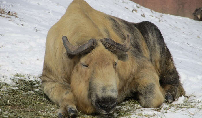 Karakoram Wildlife Sanctuary, Jammu & Kashmir