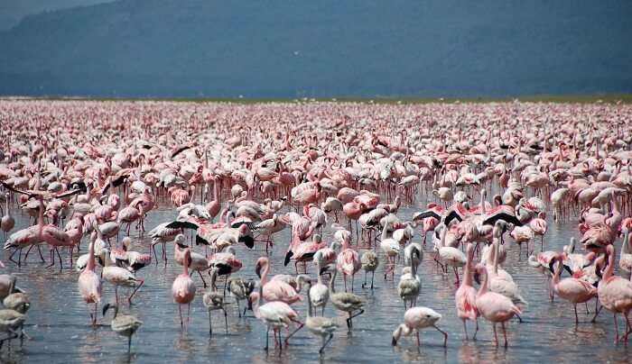 Kutch Desert Wildlife Sanctuary, Gujarat