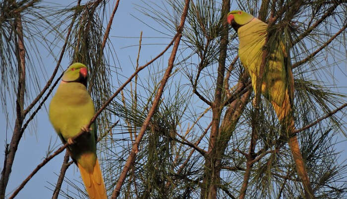 Pakshipathalam Bird Sanctuary
