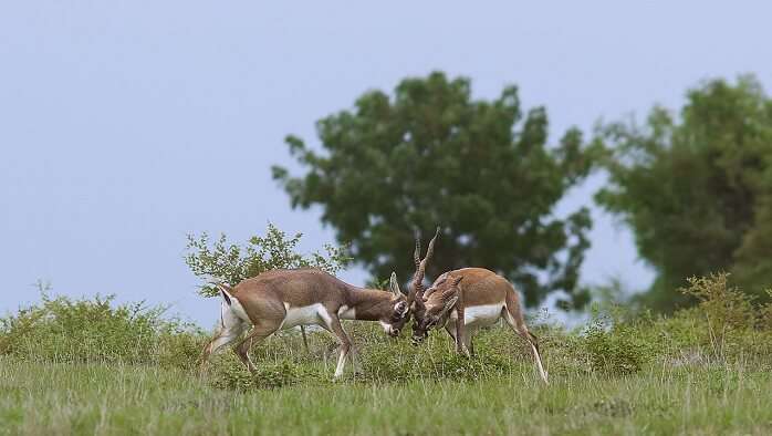 Rollapadu Wildlife Sanctuary, Andhra Pradesh